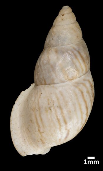 Media type: image;   Malacology 57057 Aspect: dorsal